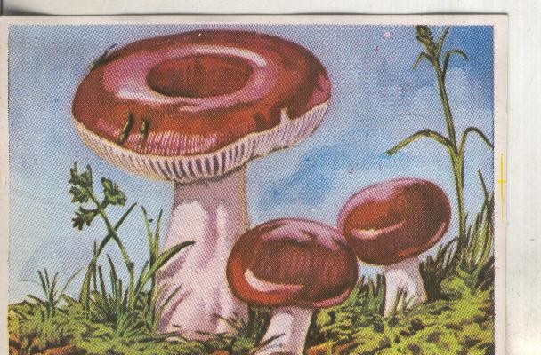 Cromos: Historia Natural numero 437