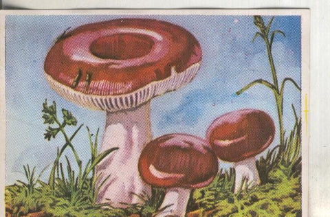 Cromos: Historia Natural numero 437