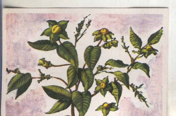 Cromos: Historia Natural numero 441
