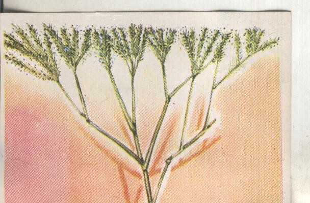 Cromos: Historia Natural numero 442