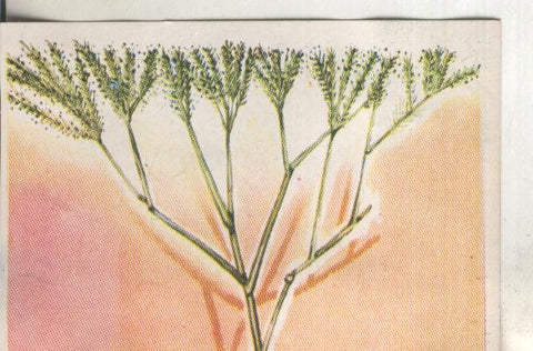 Cromos: Historia Natural numero 442