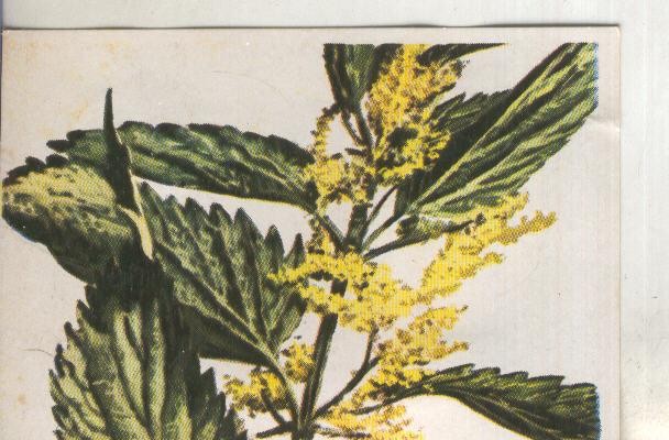 Cromos: Historia Natural numero 443
