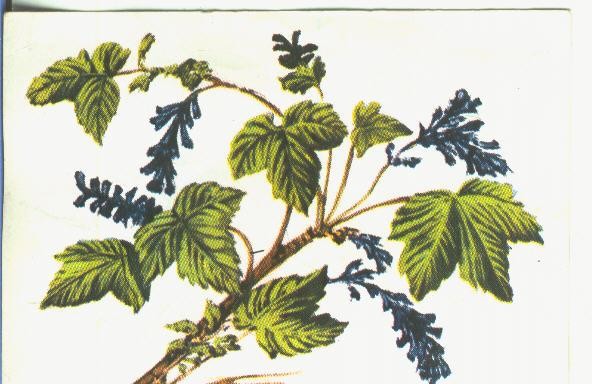 Cromos: Historia Natural numero 445