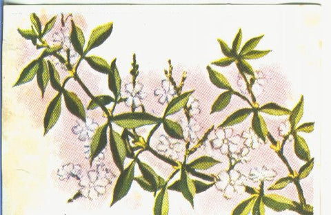 Cromos: Historia Natural numero 448