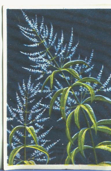 Cromos: Historia Natural numero 449