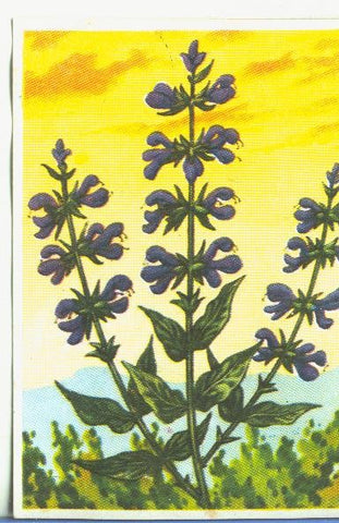 Cromos: Historia Natural numero 450