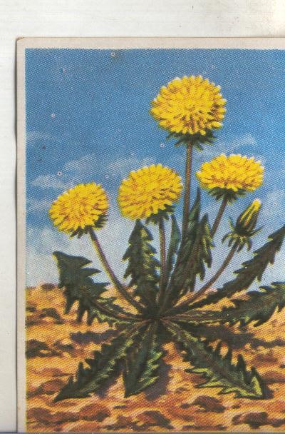 Cromos: Historia Natural numero 451