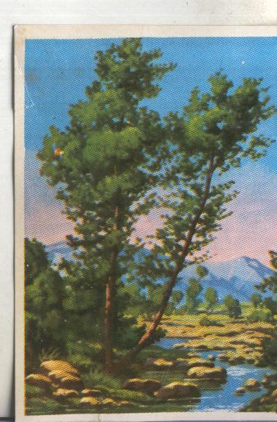 Cromos: Historia Natural numero 453