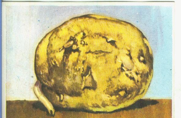Cromos: Historia Natural numero 455