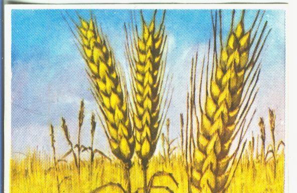 Cromos: Historia Natural numero 456