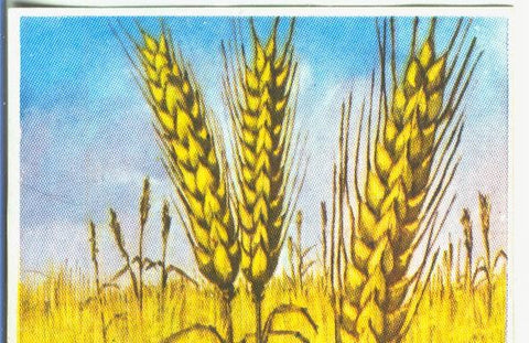 Cromos: Historia Natural numero 456