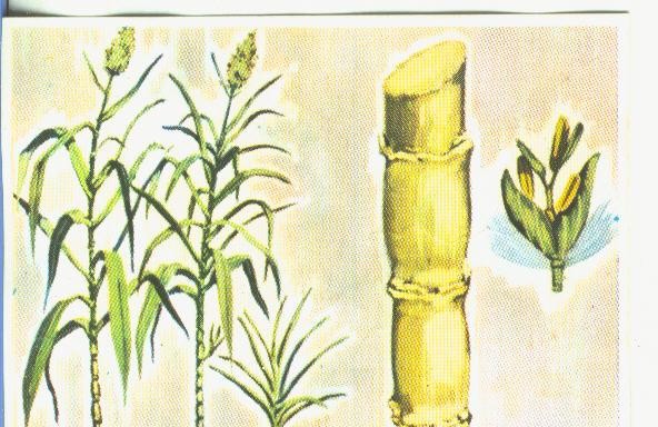 Cromos: Historia Natural numero 458