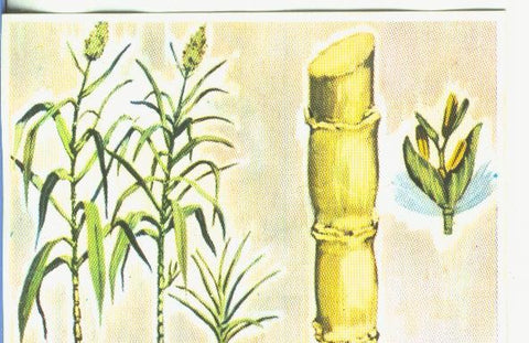 Cromos: Historia Natural numero 458