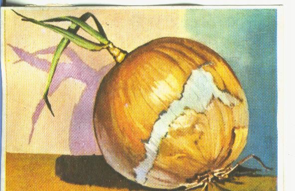 Cromos: Historia Natural numero 459