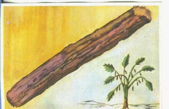 Cromos: Historia Natural numero 460