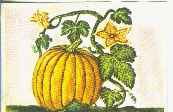 Cromos: Historia Natural numero 465