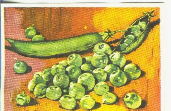 Cromos: Historia Natural numero 466
