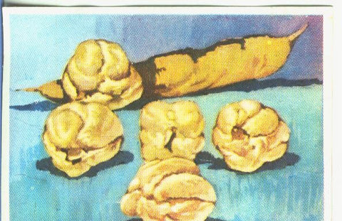 Cromos: Historia Natural numero 468