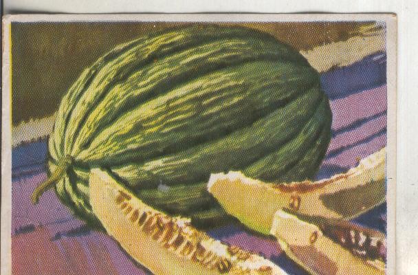 Cromos: Historia Natural numero 469