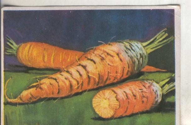 Cromos: Historia Natural numero 470