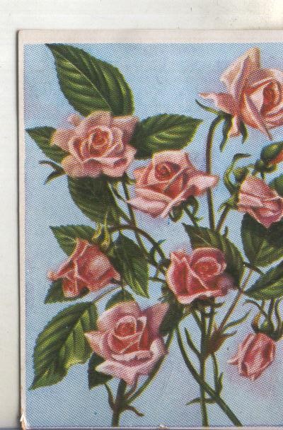 Cromos: Historia Natural numero 473