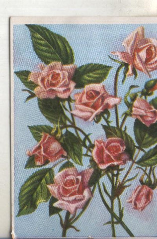 Cromos: Historia Natural numero 473