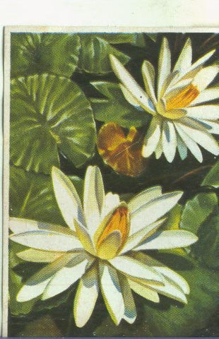 Cromos: Historia Natural numero 478