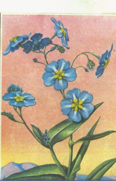 Cromos: Historia Natural numero 479