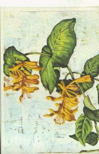 Cromos: Historia Natural numero 488