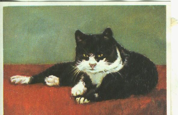 Cromos: Historia Natural numero Gato domestico