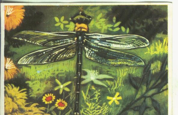 Cromos: Historia Natural numero Libelula