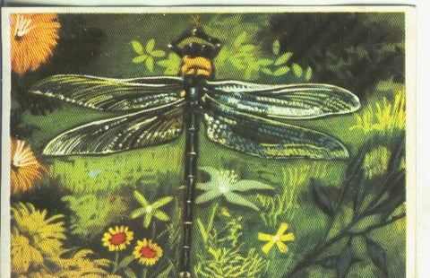 Cromos: Historia Natural numero Libelula