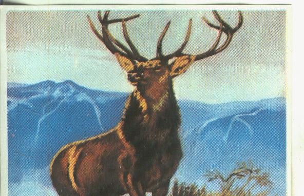 Cromos: Historia Natural numero Ciervo