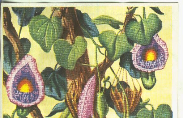 Cromos: Historia Natural numero Botanica, cromo fuera de serie