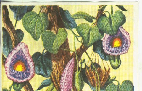 Cromos: Historia Natural numero Botanica, cromo fuera de serie