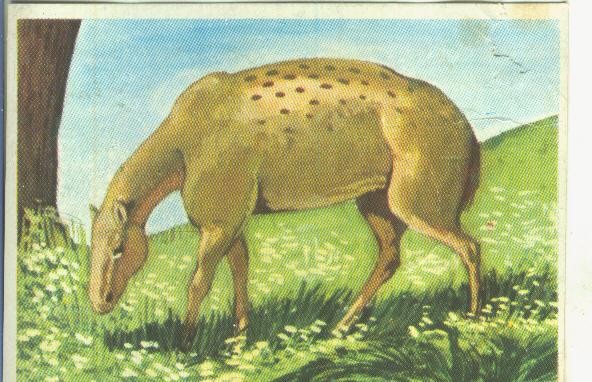 Cromos: Historia Natural numero Eohippus