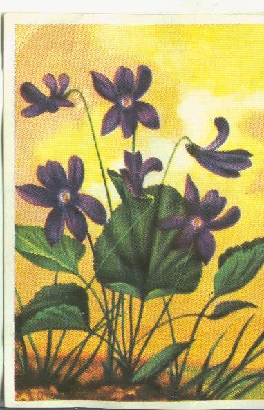 Cromos: Historia Natural numero Violeta