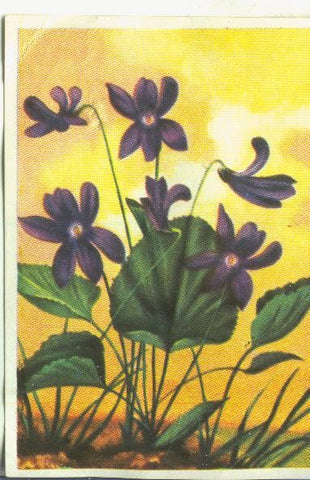 Cromos: Historia Natural numero Violeta