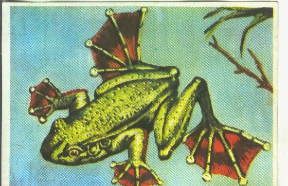 Cromos: Historia Natural numero Rana Voladora