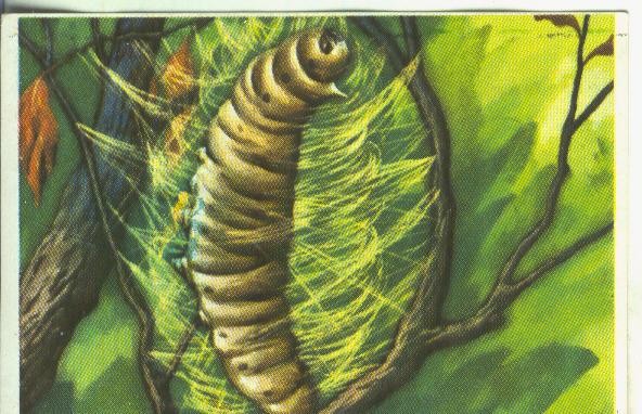 Cromos: Historia Natural numero Hilando el capullo