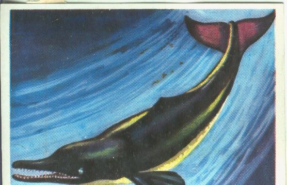 Cromos: Historia Natural numero Delfin del Ganges
