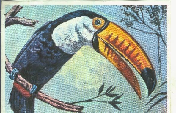 Cromos: Historia Natural numero Tucan