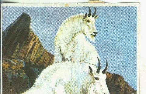 Cromos: Historia Natural numero Cabra de las nieves