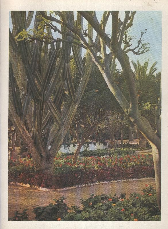 Gran Canaria: Lamina 20: Parque de Doramas