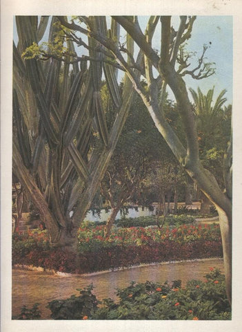 Gran Canaria: Lamina 20: Parque de Doramas