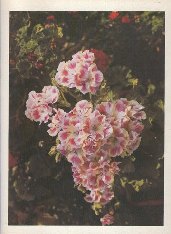 Gran Canaria: Lamina 24: Pelargonium