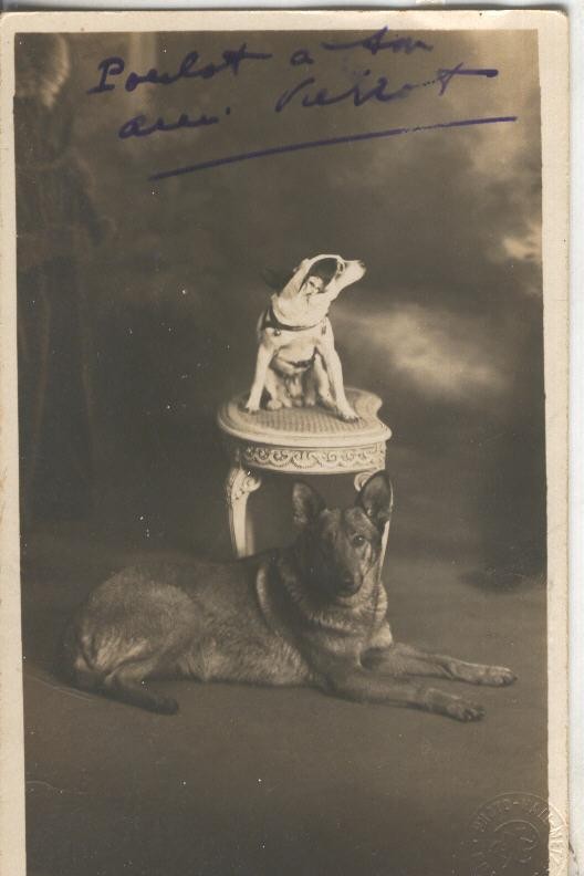 Postal B/N 0071 :  Posado de mascotas caninas