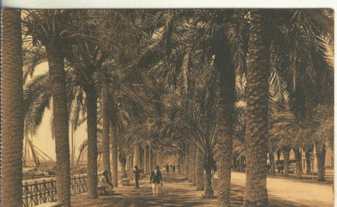 Postal B/N 0252 : Paseo de los Martires de Alicante