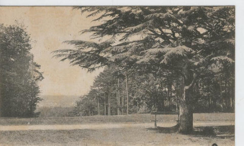 Postal B/N 0361 : Fontainebleau: La Foret, Le cedre du mail