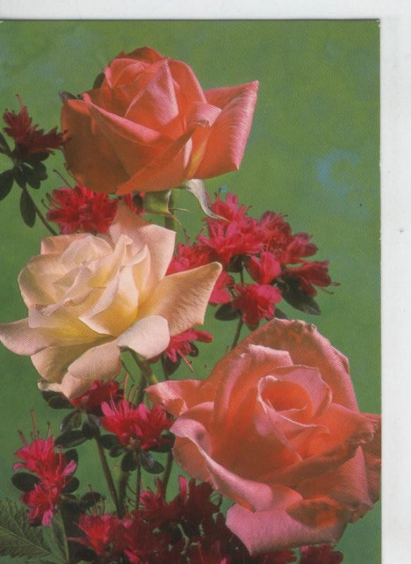 Postal 6907: Rosas
